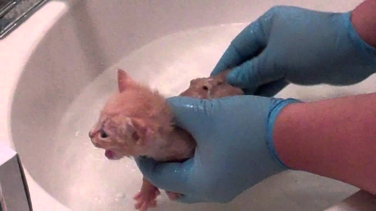 First kitten bath for bottle fed baby. YouTube