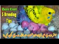 5 Best Breeding Tips of Australian Parrots & Love Birds with Zero Cost by |Arham|., Video. 335