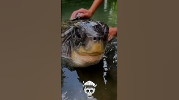 "When the Turtle Wakes Up Like: ‘I’m Done With Life!’ – Troll Face Mode ON!"