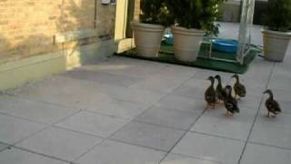 Maximo The Honorary Duckmaster