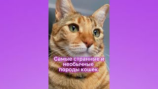 Самые странные и необычные породы кошек.#shorts