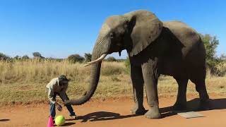 The Elephant Hypothesis Episode 3