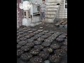 تمر العراق يسجل أعلى انتاج مقارنة بآخر موسمين تمر العراق يسجل أعلى انتاج مقارنة بآخر موسمين