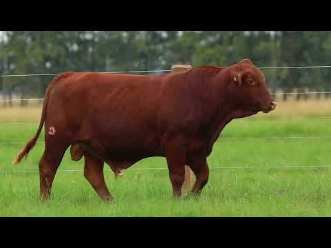 RBU LOTE 22   TAT 3935 M Brangus
