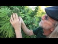 Cannabis Concentrates are Made and Packaged (Part 10)