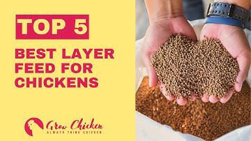 Top 5 Best Layer Feeds for Maximum Egg Production! 🥚🐔