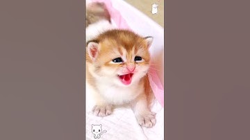 Kitten meow meow 😍😱🙈 #shorts