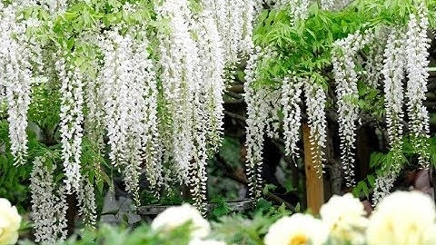 القارئ الشيخ كامل نوار \\ تلاوة عطرة من سورة آل عمران