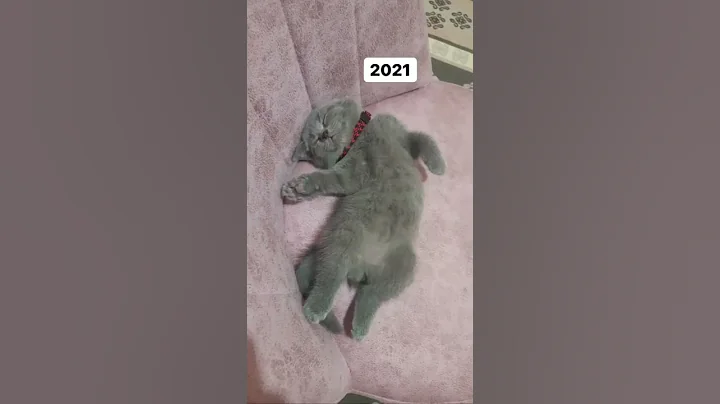 Video 11749781: funniest cats dogs funny, cute cats dogs funniest