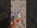 Herring Gull eating from Hand at the Beach // Ventspils, Latvia // Summer 2021