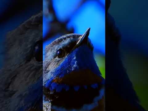 هزار أزرق الزور