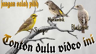 Perbedaan burung blacktroud,sanger,mozambik