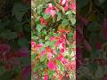 flower#flower viral video#flower short video#flower decoration#attractive flower#natural flower#love