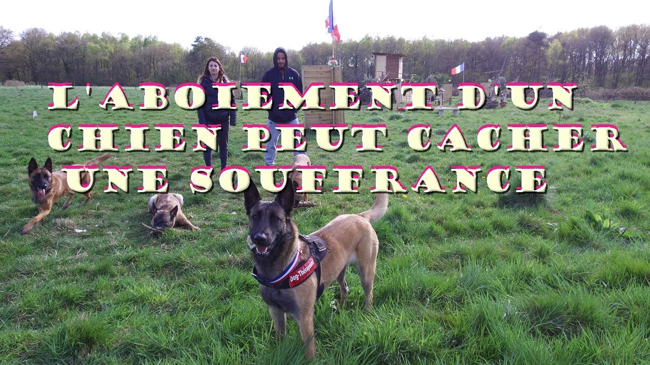 L'aboiement d'un chien peut cacher une souffrance education film