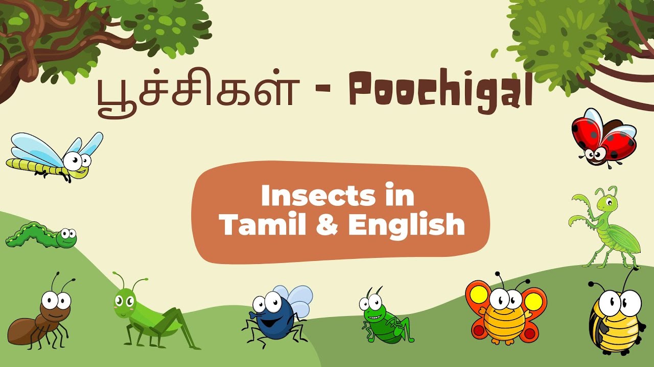 பூச்சிகள் (Poochigal) - Insects in Tamil & English - YouTube