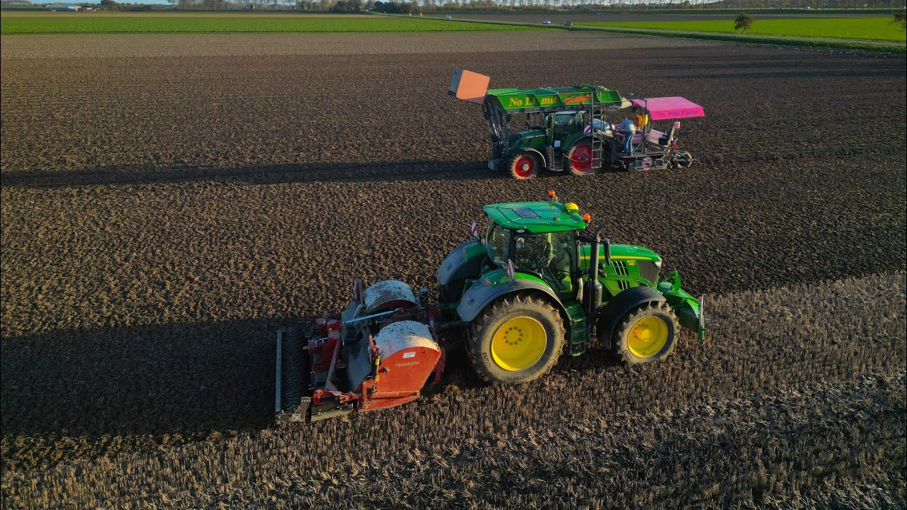 Pink Planter | No Limit | Pink Innovation | Tulpen | Planting tulips |Mastenbroek Bloembollen B.V.🌷🌷