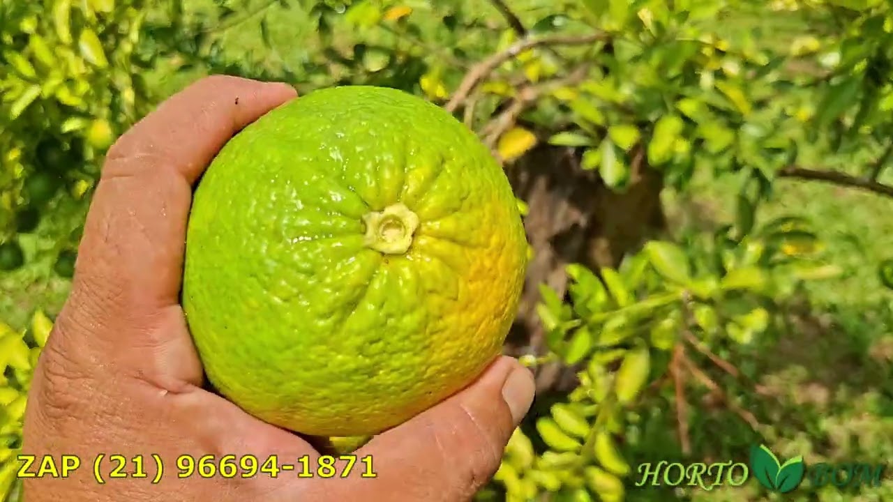 laranja champanhe - Colheita e degustação de Longana