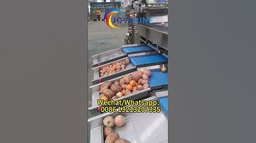 Potato and fruits grading machine