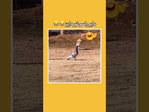 استراتيجية القط رهيبة ثبت الحمامة و اوهمها أنه غير مكثرت بها ثم ضرب ضربته بسرعة البرق اكسبلور 