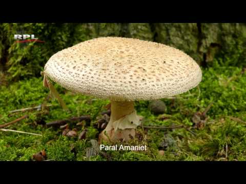 Video: Welke Herfstpaddestoelen Kunnen Worden Gedroogd?