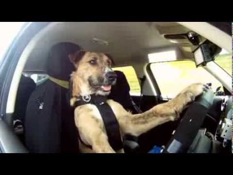 How To Train A Service Dog Youtube How To Train A Service Dog Youtube