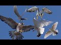 АТАКИ Потери ГолубейОт Сокола Сапсана2021-2022 ATTACK Loss of Pigeons from Falcon Peregrine2021-2022
