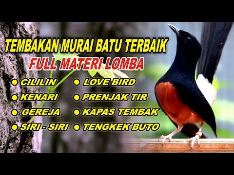 🔴 LIVE 66 - PANCINGAN MURAI BATU MUNTAH ISIAN, NAIKKAN EMOSI MURAI BATU MALAS BUNYI AGAR CEPAT GACOR