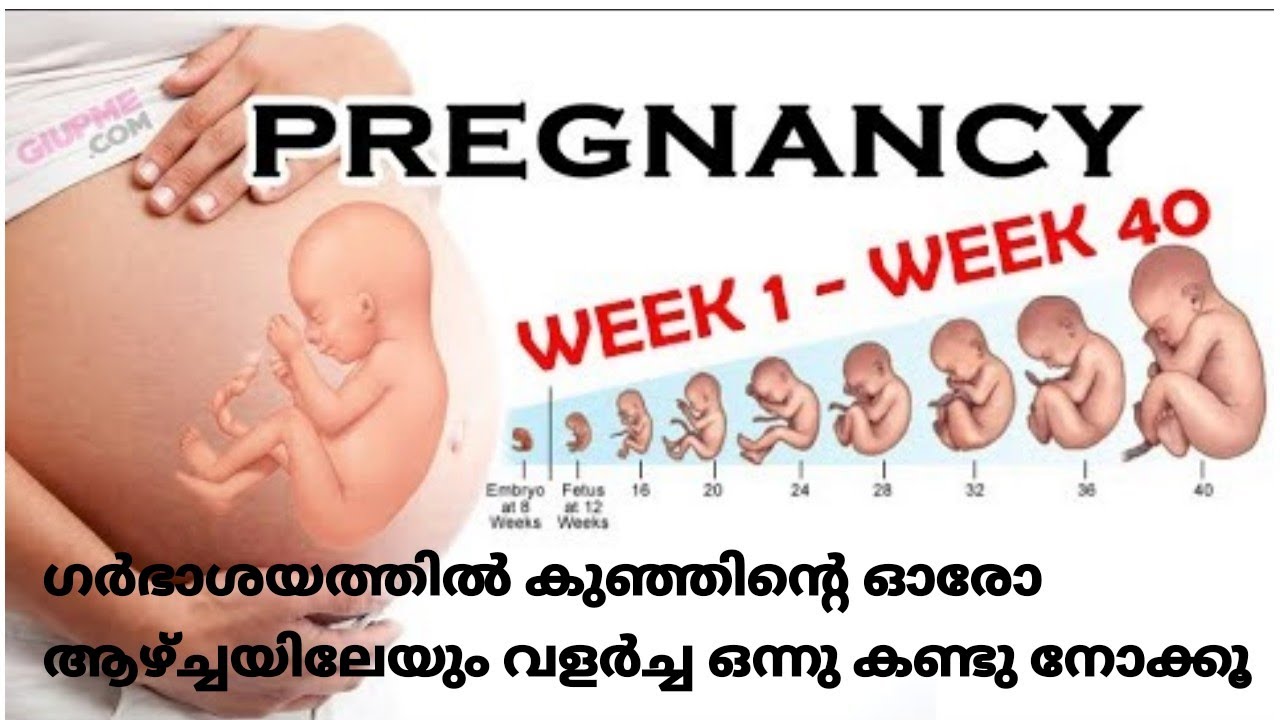 Pregnancy Week by Week development in Womb Life cycle of baby in