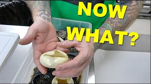 What We Do After We Cut Our Eggs !! Clutch Update