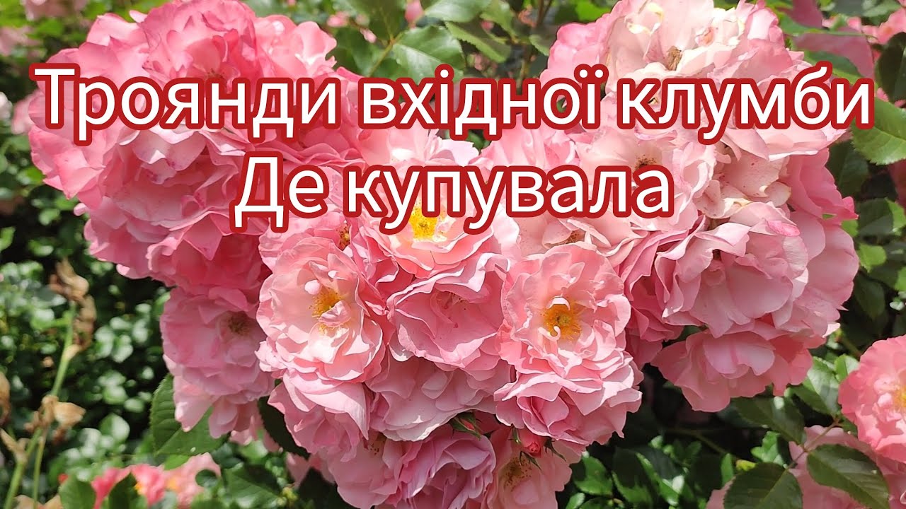 Троянди вхідної клумби🌹Де і коли купувала☘️