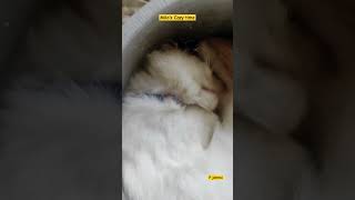 Milo's Cozy Place | P johnsi| #shorts #kitten #cutecat