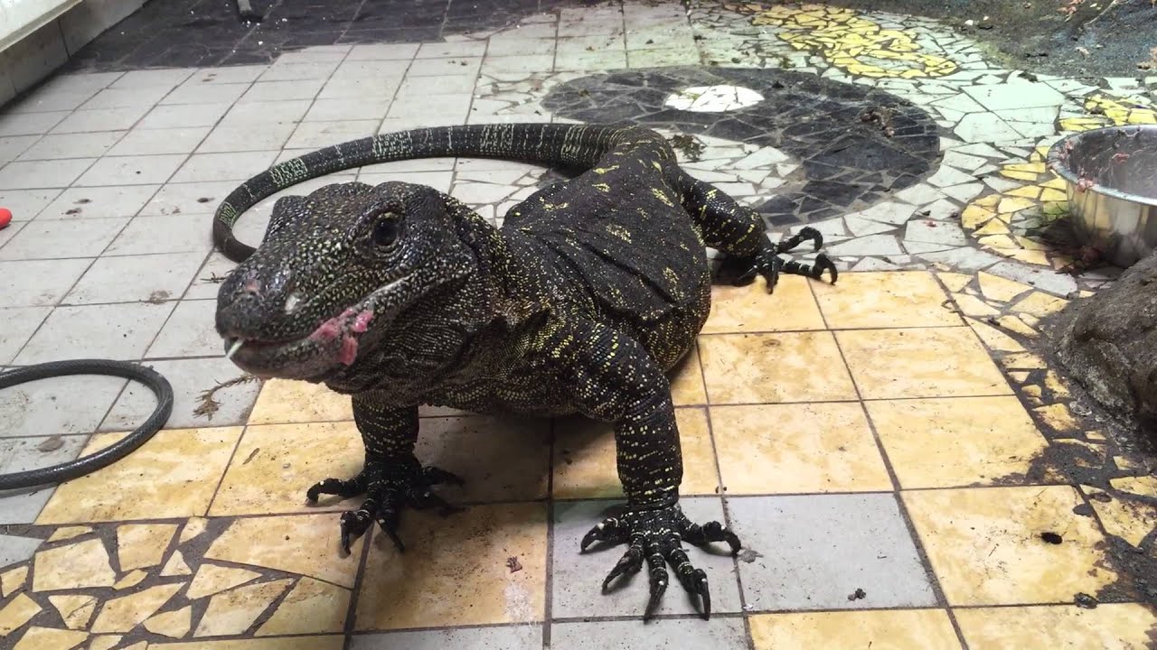caiman lizard pet Salvadorii female eating 1kg of meat after laying eggs