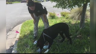 Two arrested after dog left in hot car