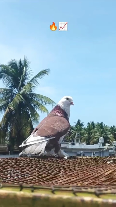 Fancy Kabootar Pigeons 😍🕊️🕊️😍#shortvideo#viralvideo#birds#