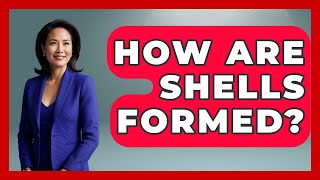 How Are Shells Formed - The Marine Life Explorer