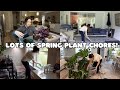 Getting ready for spring cleaning motivation repotting  rearranging plants 