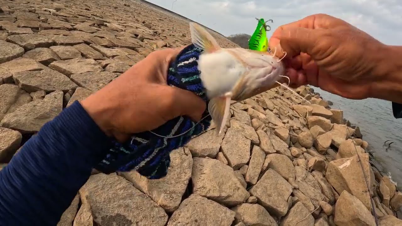 Lure Cá Lăng Vàng | Hồ Sông Quao |Mùa Nước Cạn | Có Dễ Không