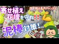 【多肉植物】【ガーデニング】👊寄せ植え花壇を守れ‼️ 泥棒対策!