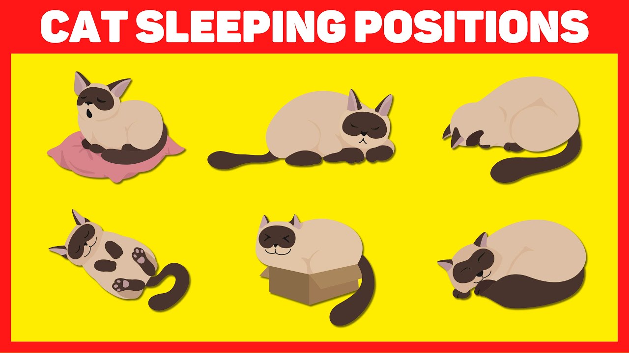 Cat Sleeping Positions and What They Mean? 🐱💤 - YouTube