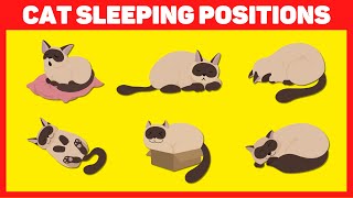 Cat Sleeping Positions and What They Mean? 🐱💤