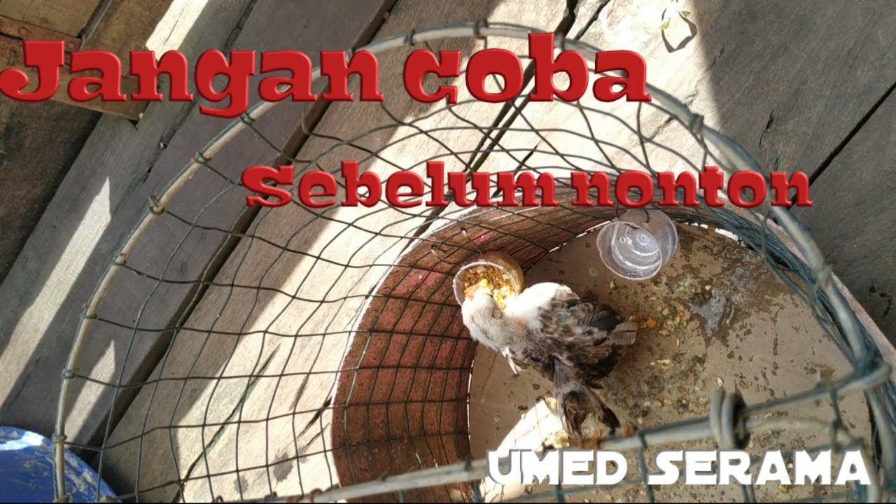 membentuk anakan ayam serama 