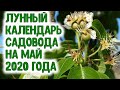 Лунный календарь садовода на май 2020 года. Агропрогноз важных садовых дел - защита от вредителей...