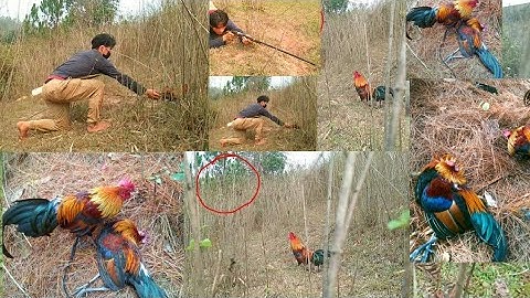 ต่อไก่ป่าเข้าดีมาก cuab qiab qus tuaj zoo kg li.#1