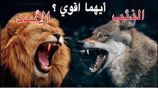 ايهما اقوي الذئب ام الاسد - صراع العروش / وماذا يفعل الاسد امام مجموعة من الذئاب ؟