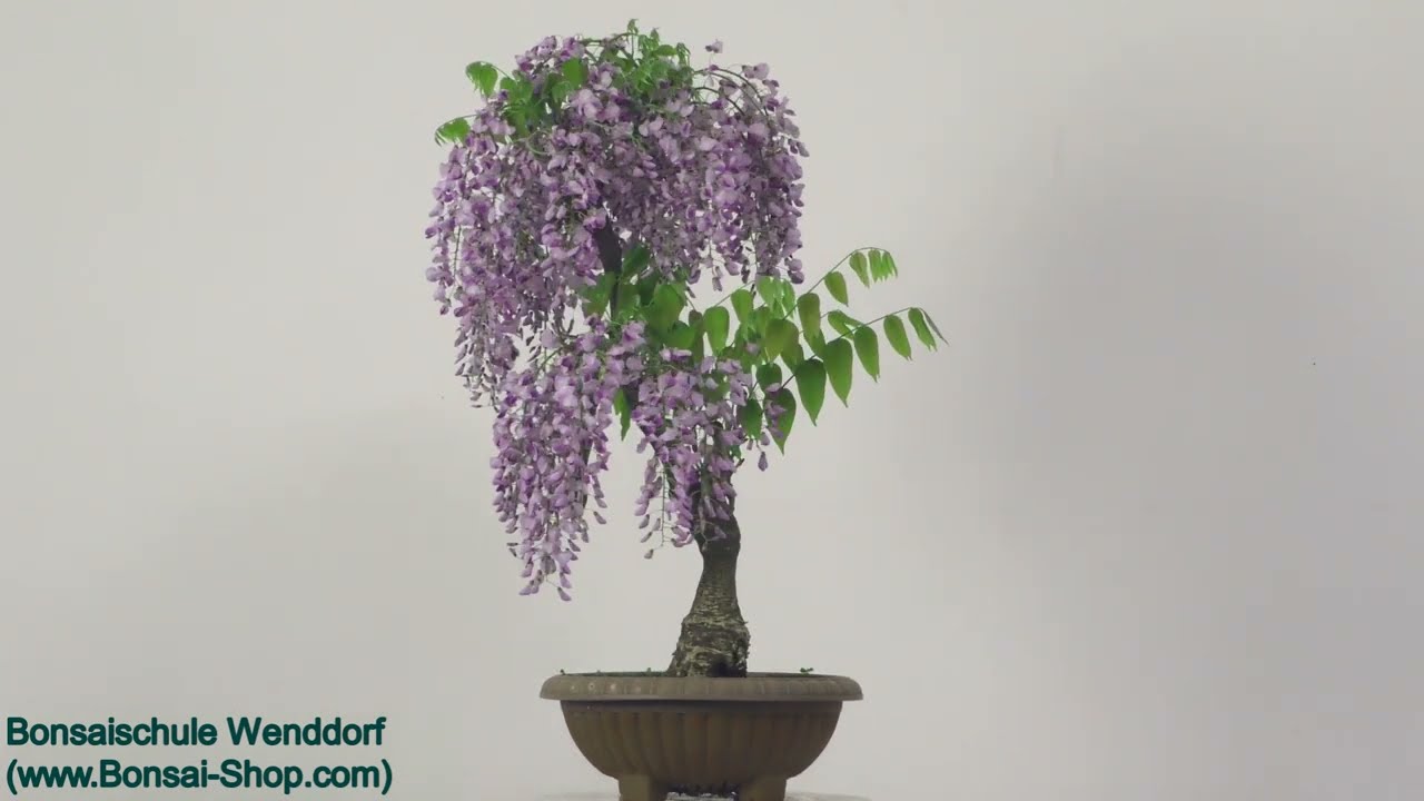 carmona microphylla indoor bonsai Carmona Microphylla Bonsai main image 0
