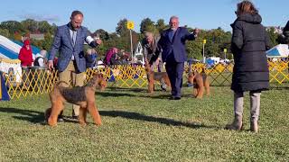 Devon kennel club, Airedale Terriers Winners Bitch class by Sheila Tay Radcliffe 306 views 1 year ago 4 minutes, 53 seconds