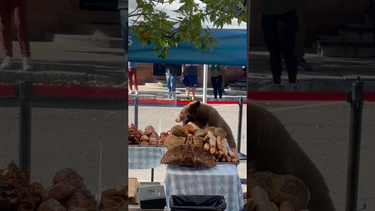 Naughty bear raids bread from farmer’s market