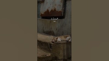 سوره توبه آیه 79 | تلاوت سوره توبه آیه 79 | القرآن الکریم
