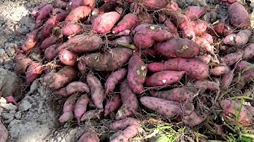 Nhọc nhằn thu hoạch khoai lang trên ruộng bậc thang Tà Pạ, Núi Tô, Tri Tôn, An Giang 21/03/2019