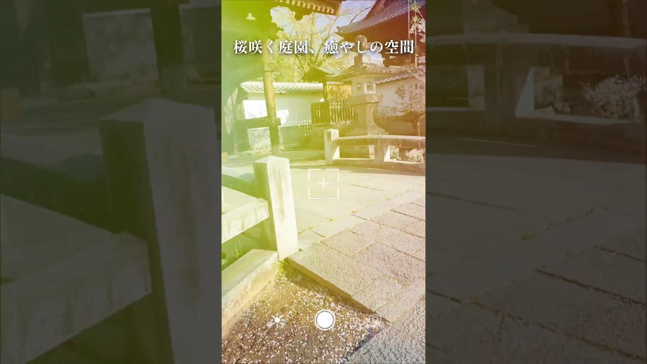 長野県須坂市🌸満開の桜のトンネル🌸 #shorts #さくら #桜